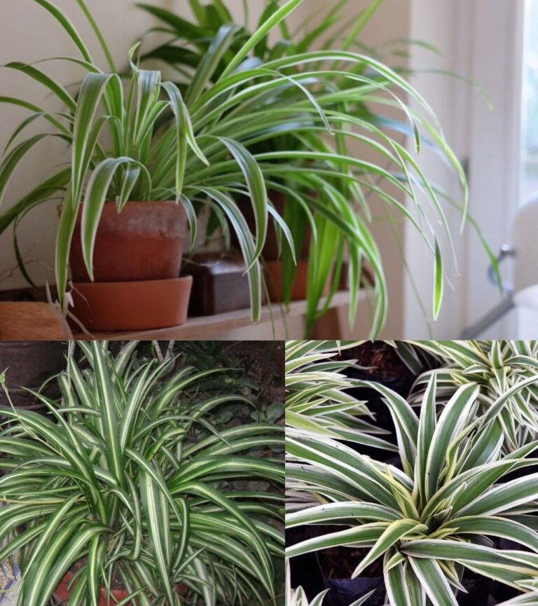 Il Falangio: La Pianta da Interno Super Resistente che Purifica l'Aria