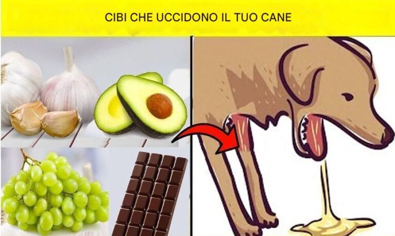 Cibi che possono uccidere il tuo cane