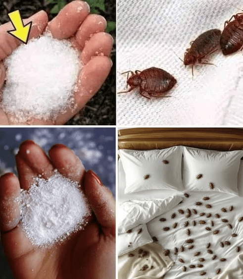 Come sbarazzarsi degli acari della polvere e delle cimici dei letti dal materasso in modo naturale