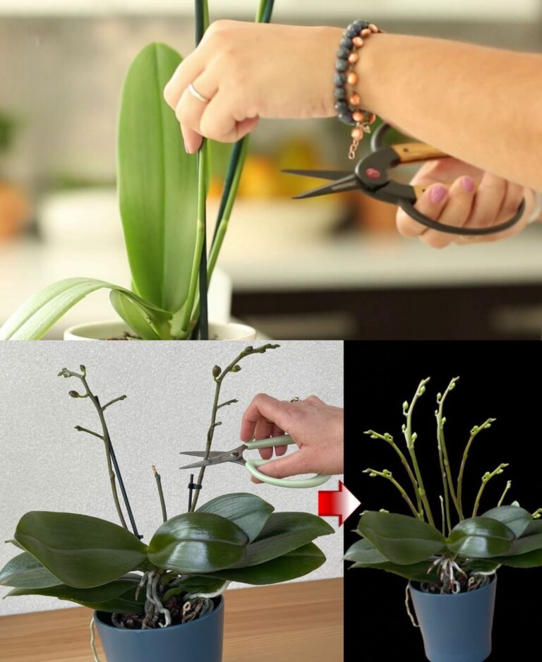 Taglia lo stelo dell’orchidea, il risultato ti sorprenderà: cosa succede 24 ore dopo