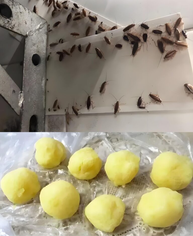 Dite addio agli scarafaggi in cucina: un metodo infallibile per fermarli sul loro cammino