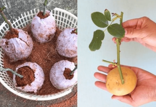 Coltivare rose da talee: 2 modi migliori per propagare!