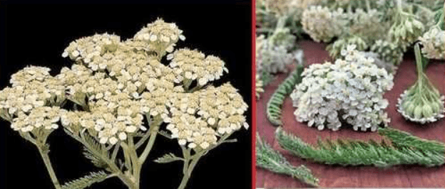 Scopri i benefici dell'achillea per risparmiare tempo: una meraviglia botanica