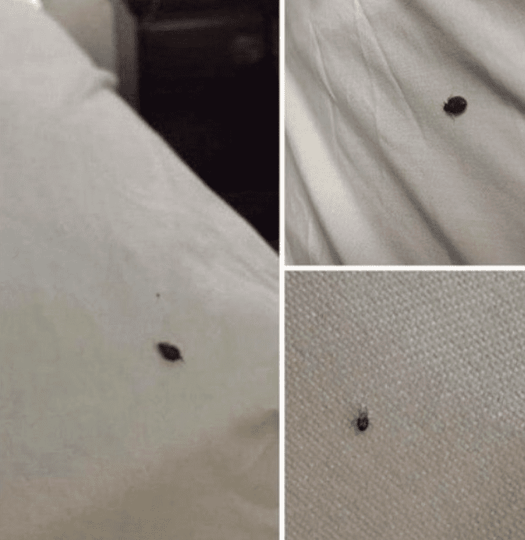 Se trovi una zecca in casa, ecco cosa devi sapere