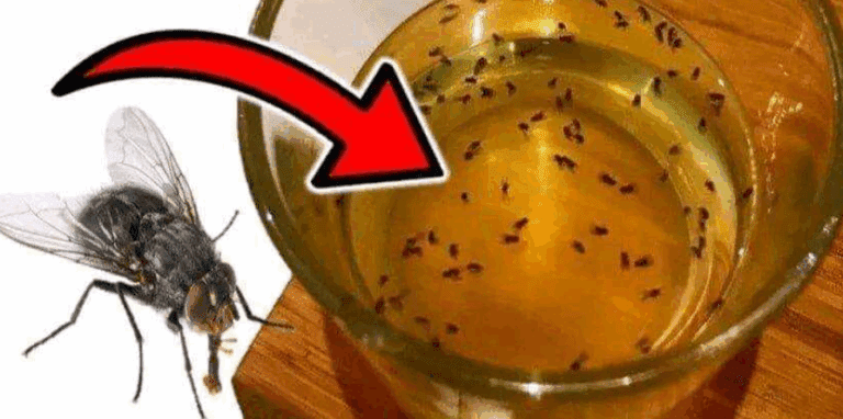 Goditi un'estate senza mosche e zanzare con un semplice rimedio naturale