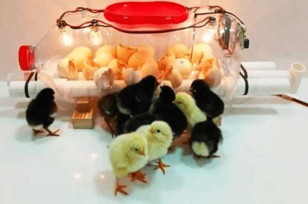 Come costruire un'incubatrice per uova fatta in casa usando una bottiglia d'acqua: una guida completa