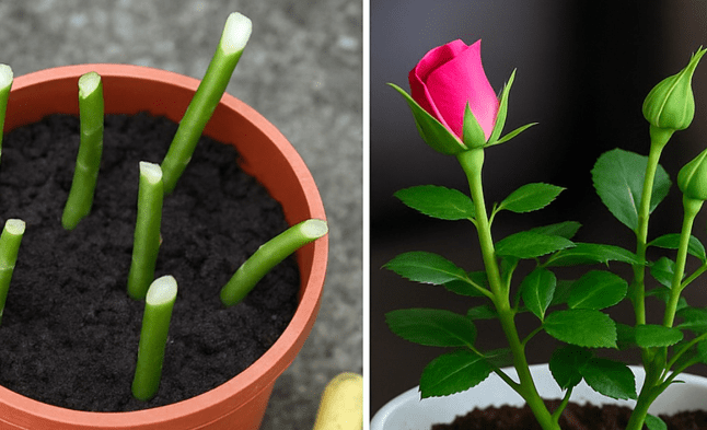 Il segreto per estirpare i rami di rosa a costo zero: la guida completa