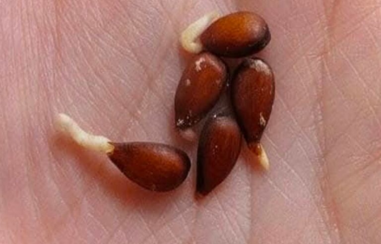 Come realizzare un siero naturale con i semi di mela