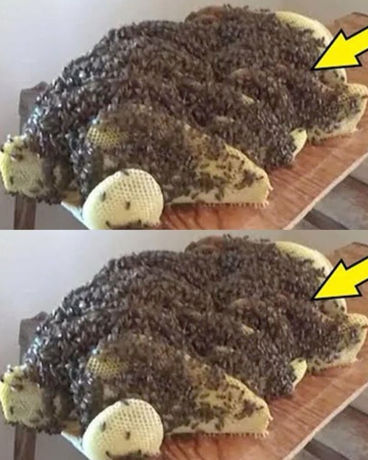 Sorpresa sotto il letto: gli ospiti indesiderati