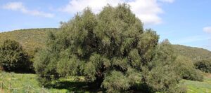 S’Ozzastru: L’ulivo più antico d’Italia, testimone di 4000 anni di storia in Sardegna