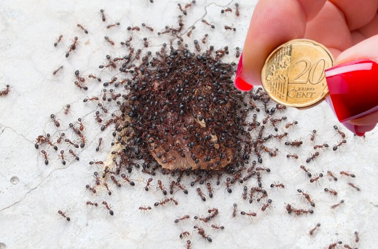 Come Combattere l’Invasione di Formiche nel Giardino con 20 Centesimi