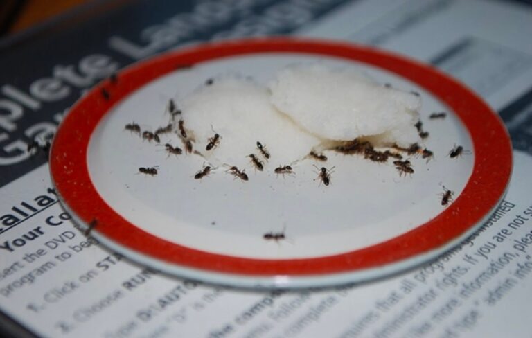 Come eliminare definitivamente le formiche dal proprio giardino