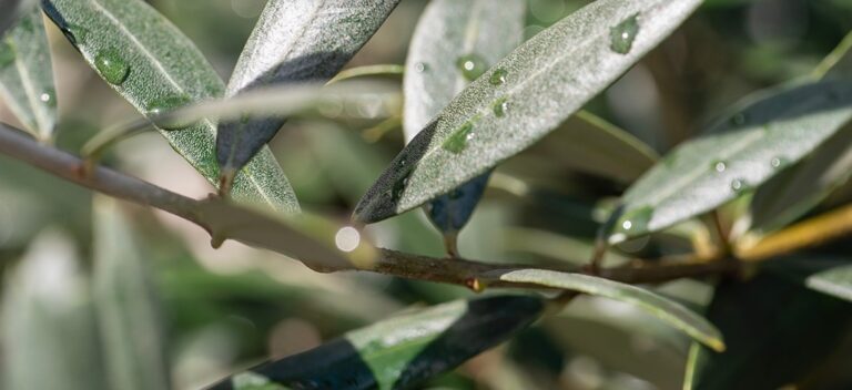 5 piante sacre nel mondo