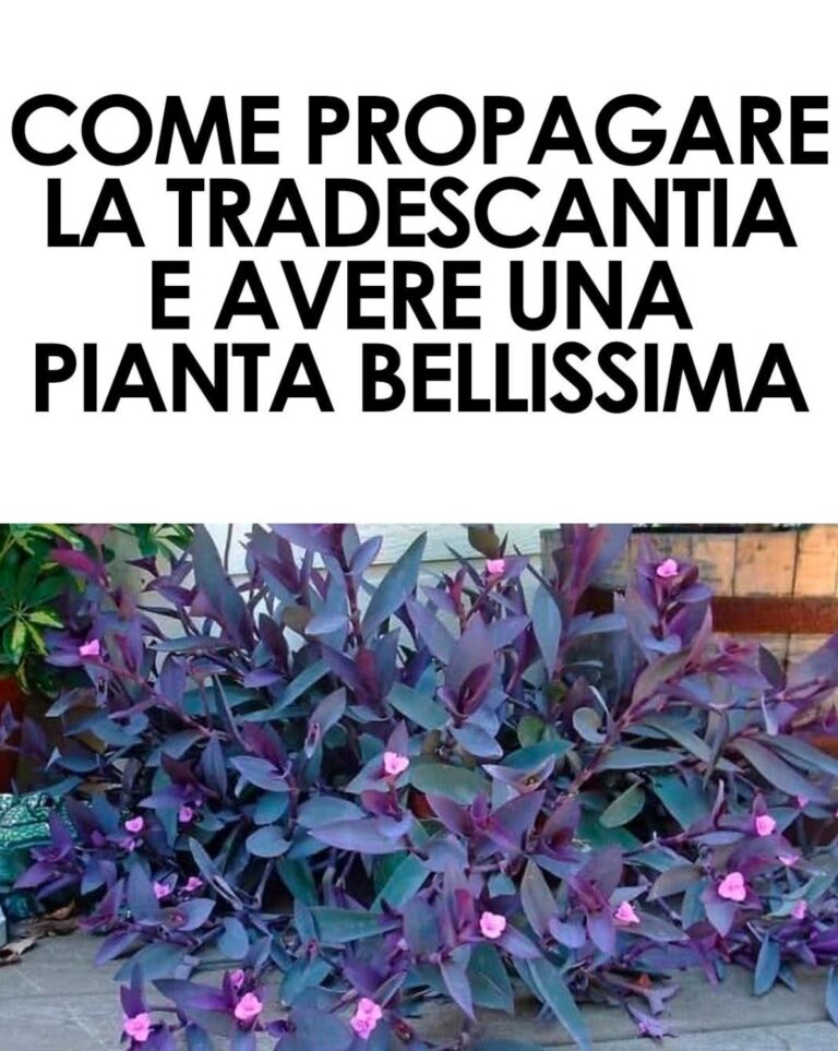 Tradescantia, come propagare e curare questa pianta stupenda