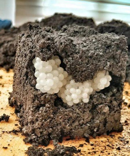 Ho trovato qualcosa di strano nel cortile: delle palline bianche e rotonde. Sono rimasto inorridito quando ho capito di cosa si trattava.