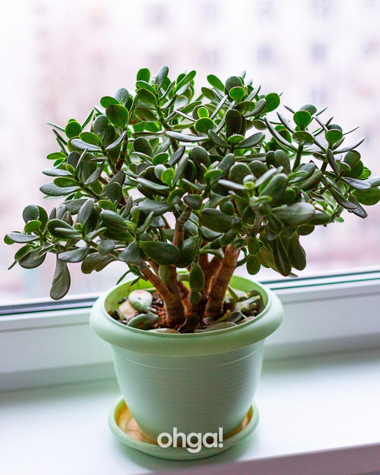 Quali sono i posti migliori per posizionare l’albero di giada in casa