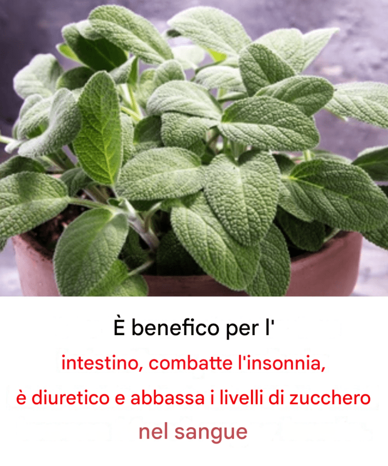 I benefici di questa pianta culinaria essenziale per la salute del cervello negli adulti over 60