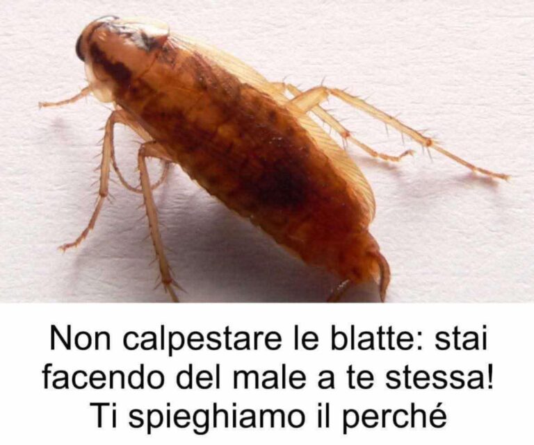 Non calpestare le blatte: stai facendo del male a te stessa! Ti spieghiamo il perché
