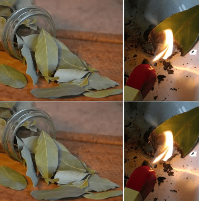 Bruciare Foglie di Alloro: Un Antico Rituale per Purificare l'Aria e Calmare la Mente