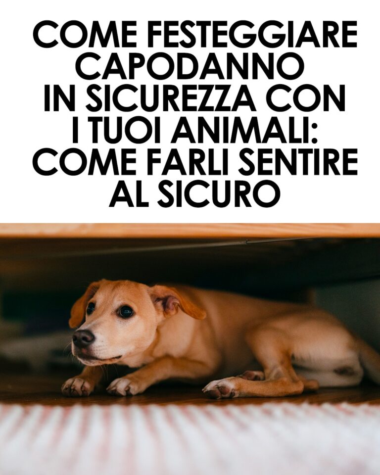 Capodanno con gli animali, come festeggiarlo in sicurezza e serenità