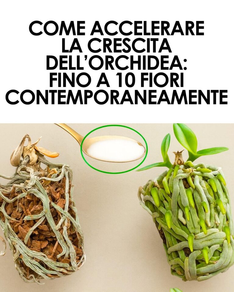 Metti un cucchiaio sulla radice e l’orchidea crescerà senza fermarsi un solo secondo