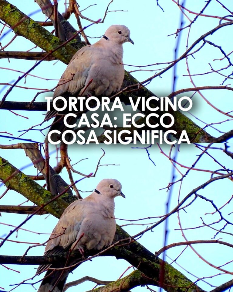 Tortora vicino casa: il significato e i motivi per cui si avvicina